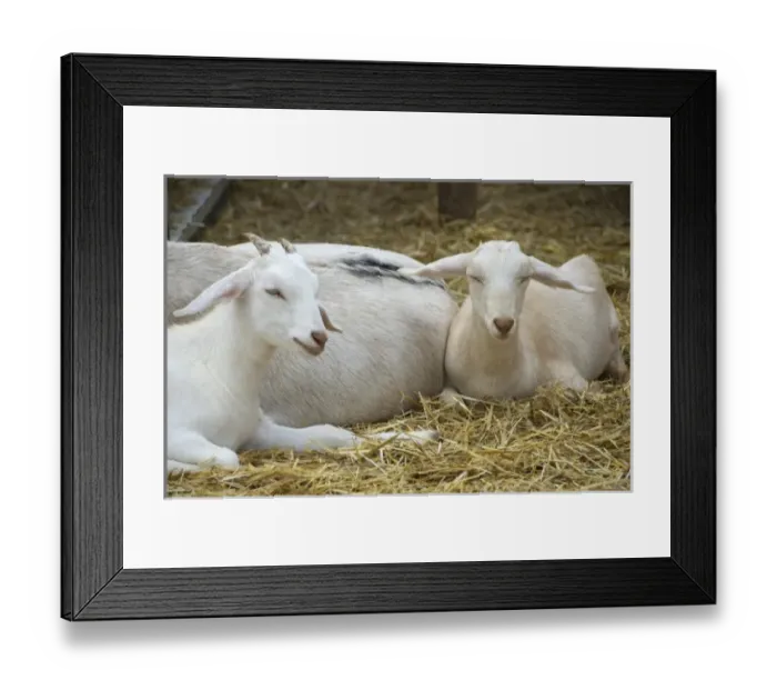 Framed Print : USA, North America, Massachusetts