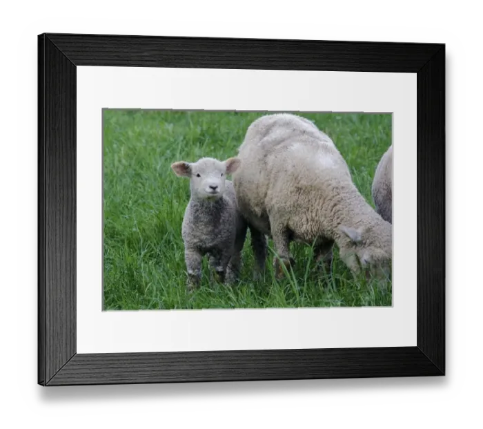 Framed Print : USA, Massachusetts, Shelburne. A lamb stands next to a sheep among tall grass Framed Print : USA, Massachusetts, Shelburne. A lamb stands next to a sheep among tall grass