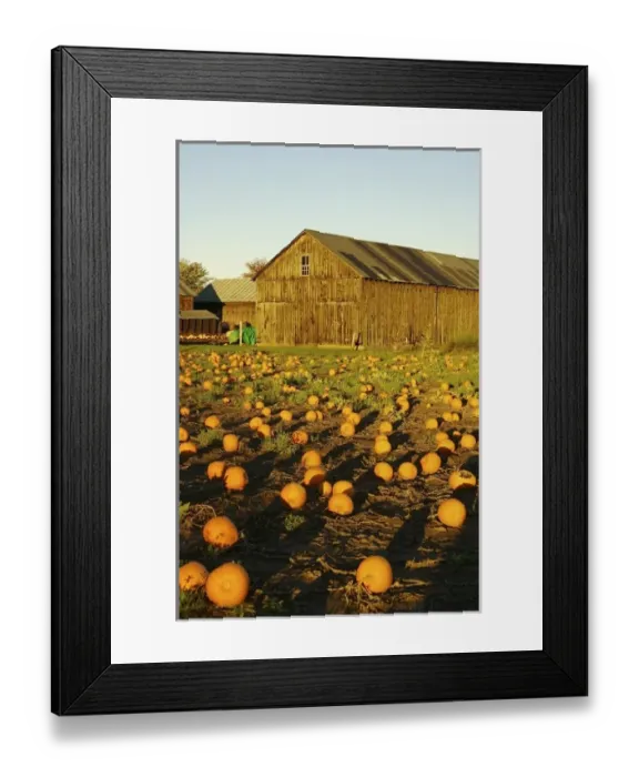Framed Print : North America, USA, Massachusetts, Hampshire County. Pumpkins on a farm in the Pioneer Framed Print : North America, USA, Massachusetts, Hampshire County. Pumpkins on a farm in the Pioneer