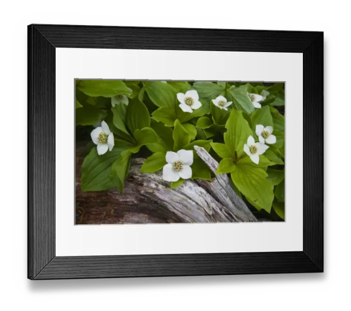 Framed Print : USA, Maine, Acadia National Park. Close-up of bunchberry or dwarf cornel plant on rotting log Framed Print : USA, Maine, Acadia National Park. Close-up of bunchberry or dwarf cornel plant on rotting log