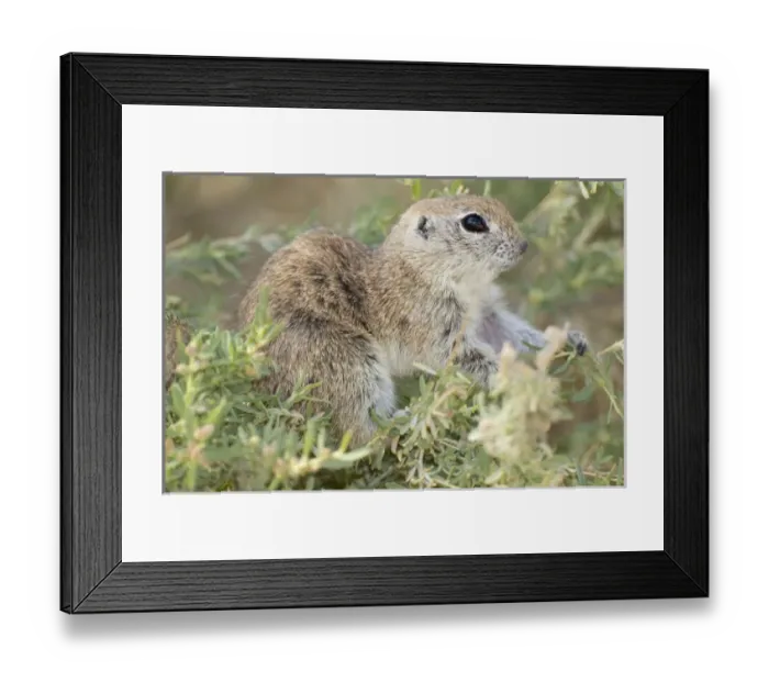 Framed Print : USA, North America, Nevada Framed Print : USA, North America, Nevada