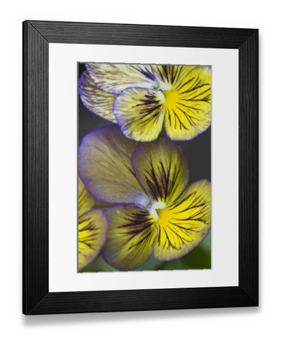 Framed Print : USA, North America, Georgia Framed Print : USA, North America, Georgia
