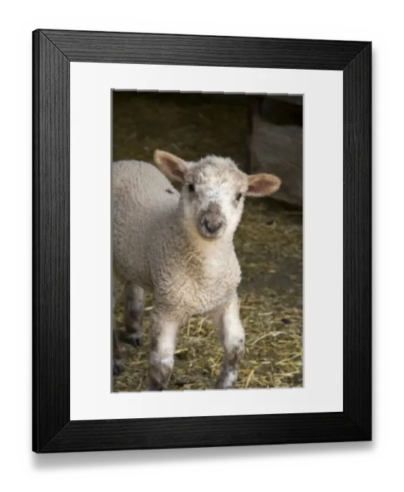Framed Print : USA, North America, Michigan