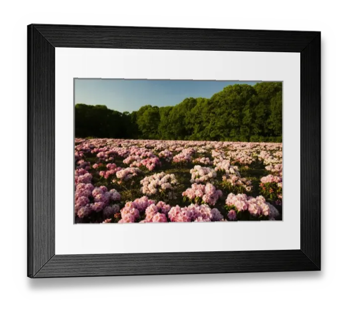 Framed Print : Rhododenrons bloom at a nursery in Hopkington, Massachusetts Framed Print : Rhododenrons bloom at a nursery in Hopkington, Massachusetts