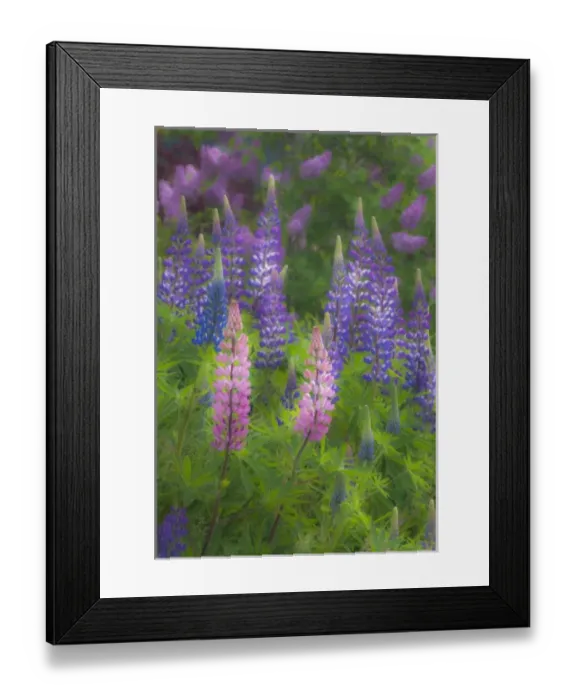 Framed Print : USA, Maine, Southwest Harbor. Blooming lupine flowers in garden