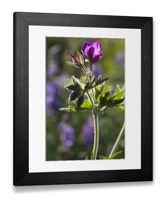 Framed Print : Sticky Geranium wildflowers in Glacier National Park, Montana, USA Framed Print : Sticky Geranium wildflowers in Glacier National Park, Montana, USA