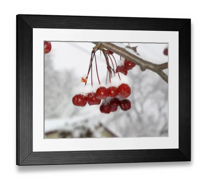 Framed Print : Snow covered red crabapples hanging in tree Framed Print : Snow covered red crabapples hanging in tree