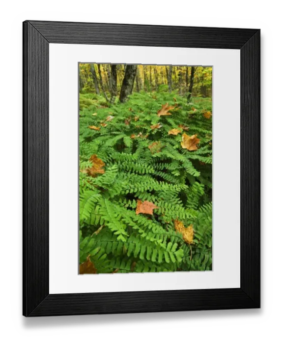Framed Print : USA, Michigan, Upper Peninsula. Fallen leaves on ferns in forest Framed Print : USA, Michigan, Upper Peninsula. Fallen leaves on ferns in forest