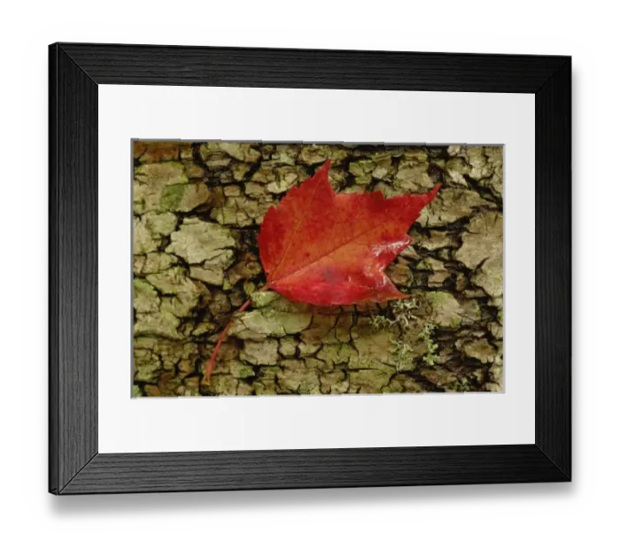 Framed Print : Red maple leaf on birch bark, White Mountain National Forest, New Hampshire Framed Print : Red maple leaf on birch bark, White Mountain National Forest, New Hampshire