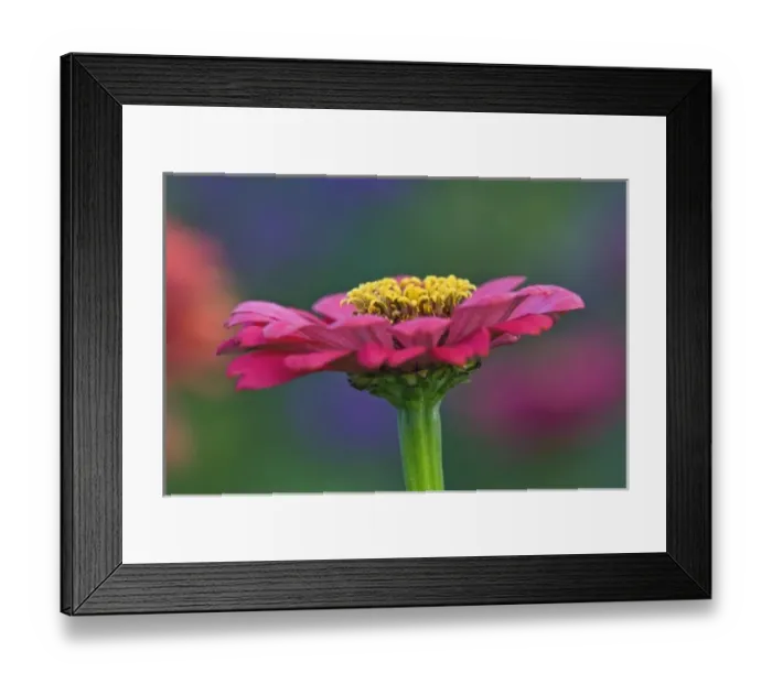 Framed Print : Common Zinnia flower, Zinnia elegans, Daisy Family Compositae, Maine Framed Print : Common Zinnia flower, Zinnia elegans, Daisy Family Compositae, Maine