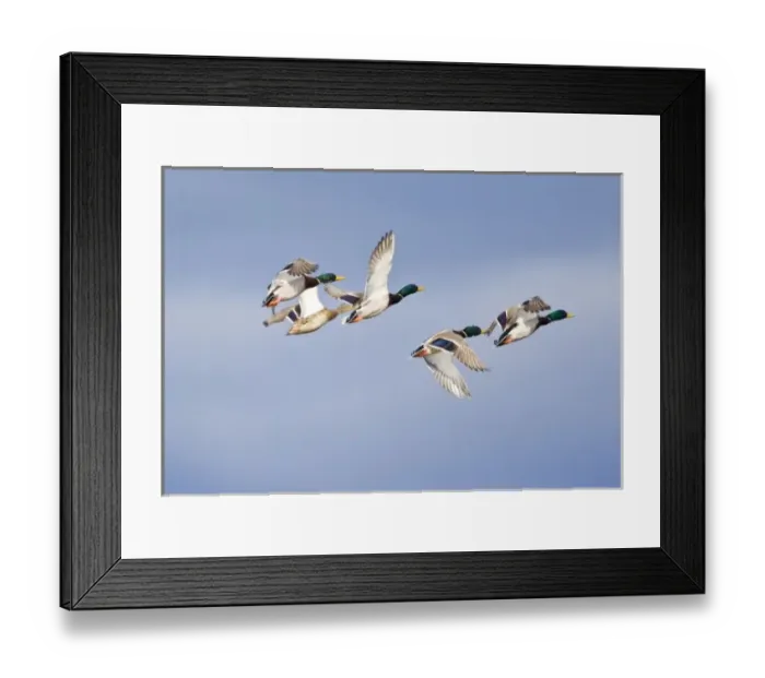 Framed Print : Mallard ducks in flight near Whitefish Montana Framed Print : Mallard ducks in flight near Whitefish Montana