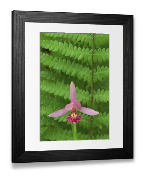 Framed Print : USA, Michigan, Rose pogonia orchid and marsh fern in springtime Framed Print : USA, Michigan, Rose pogonia orchid and marsh fern in springtime