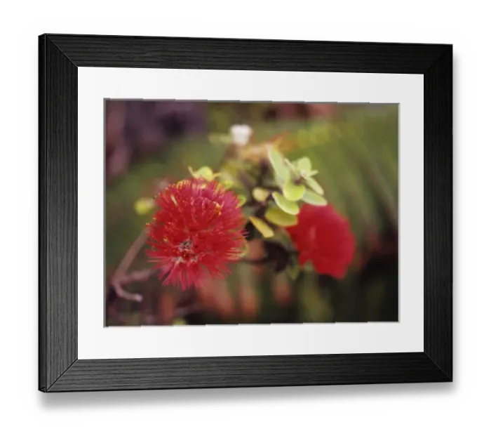 Framed Print : Hawaii, Big Island, Hawaii Volcanoes NP, Lehua blossoms amid lush tropical greenery Framed Print : Hawaii, Big Island, Hawaii Volcanoes NP, Lehua blossoms amid lush tropical greenery