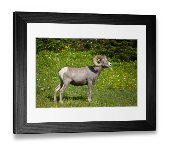 Framed Print : USA, North America, Montana Framed Print : USA, North America, Montana