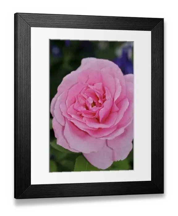 Framed Print : USA, Massachusetts, Shelburne Falls. A flower on Shelburnes Bridge of Flowers