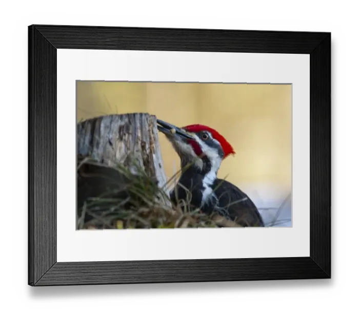 Framed Print : USA, North America, Montana Framed Print : USA, North America, Montana