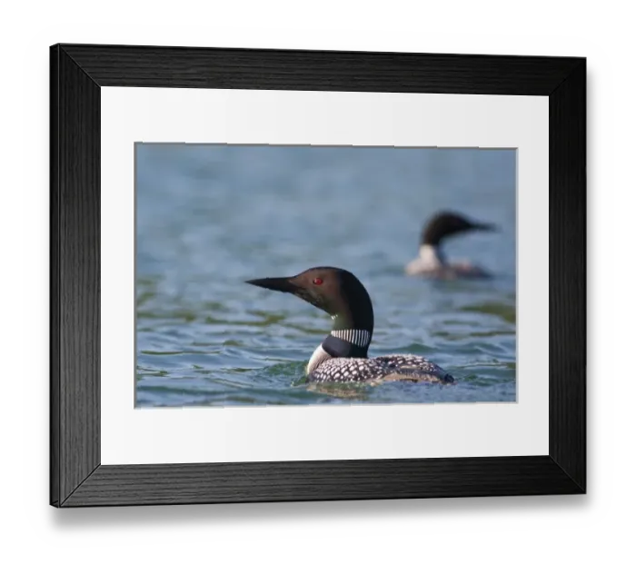 Framed Print : Common Loon in morning light on Whitefish Lake in Montana Framed Print : Common Loon in morning light on Whitefish Lake in Montana