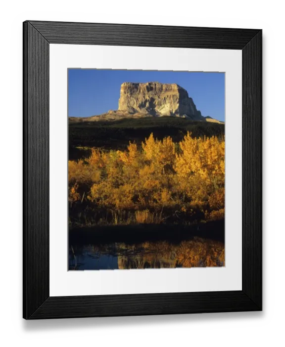 Framed Print : Chief Mountain reflected in a beaver pond in Glacier National Park in Montana Framed Print : Chief Mountain reflected in a beaver pond in Glacier National Park in Montana