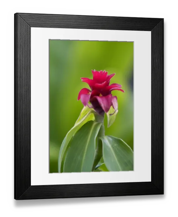 Framed Print : Guzmania tropical flower on the Big Island of Hawaii Framed Print : Guzmania tropical flower on the Big Island of Hawaii