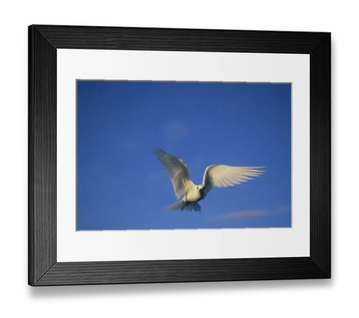 Framed Print : Common Fairy Tern, (Gygis alba) in flight, Midway Atoll, NW Hawaiian Island Framed Print : Common Fairy Tern, (Gygis alba) in flight, Midway Atoll, NW Hawaiian Island