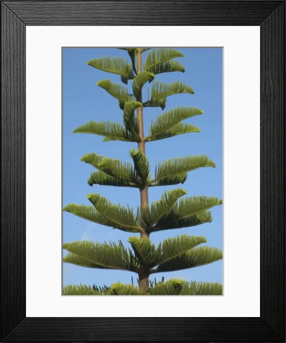 Framed Print : USA, Hawaii, Kauai, tree. (RF)