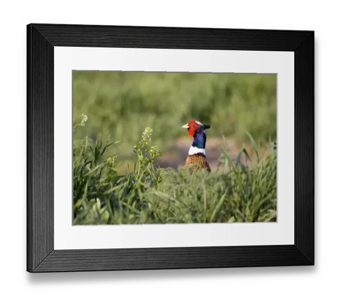 Framed Print : USA, North America, Montana Framed Print : USA, North America, Montana