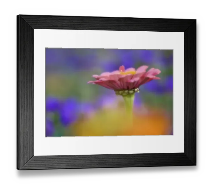Framed Print : Single Common Zinnia flower in garden with out of focus flower background, Rockport