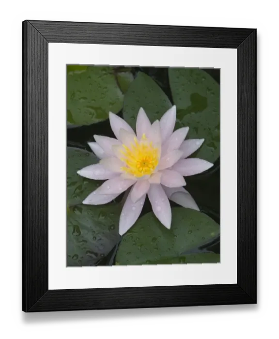 Framed Print : Waterlily flower with water droplets, Cape Cod, Massachusetts Framed Print : Waterlily flower with water droplets, Cape Cod, Massachusetts