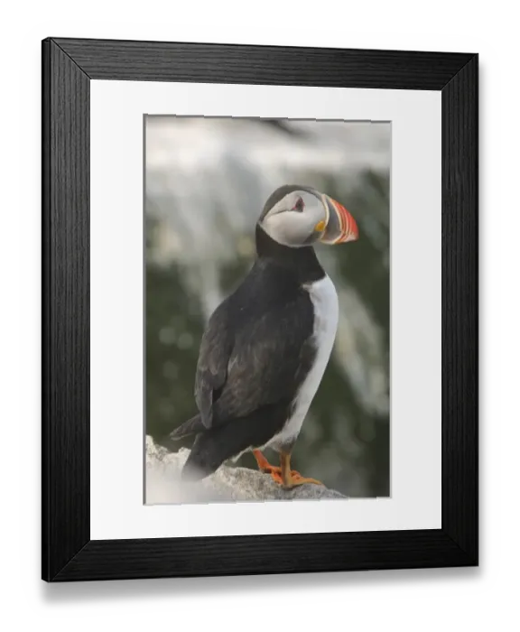 Framed Print : USA, North America, Maine Framed Print : USA, North America, Maine