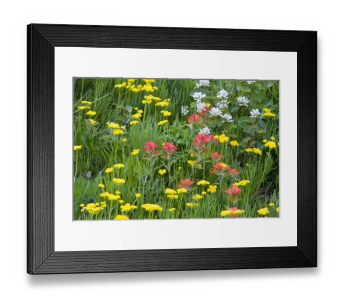 Framed Print : Indian paintbrush and biscuitroot wildflowers with western serviceberry in the Many