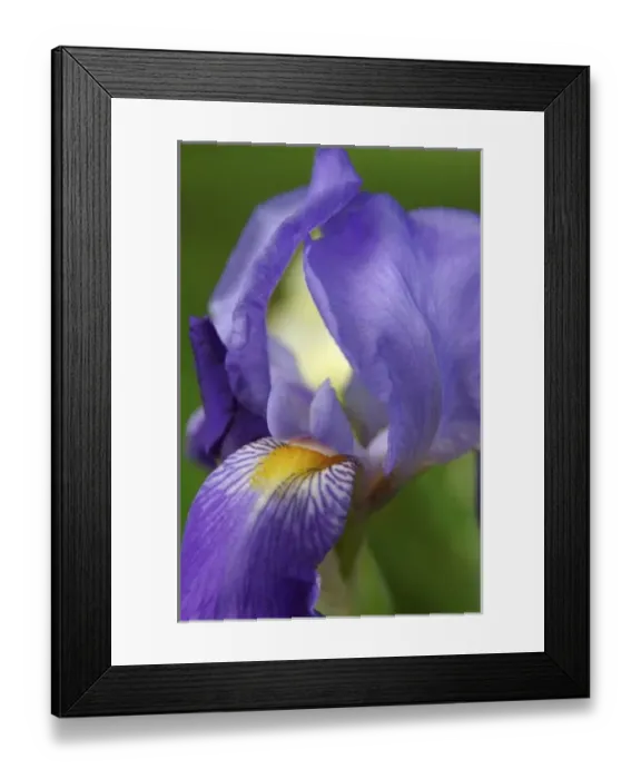 Framed Print : USA, Massachusetts, Reading, close-up of bearded iris