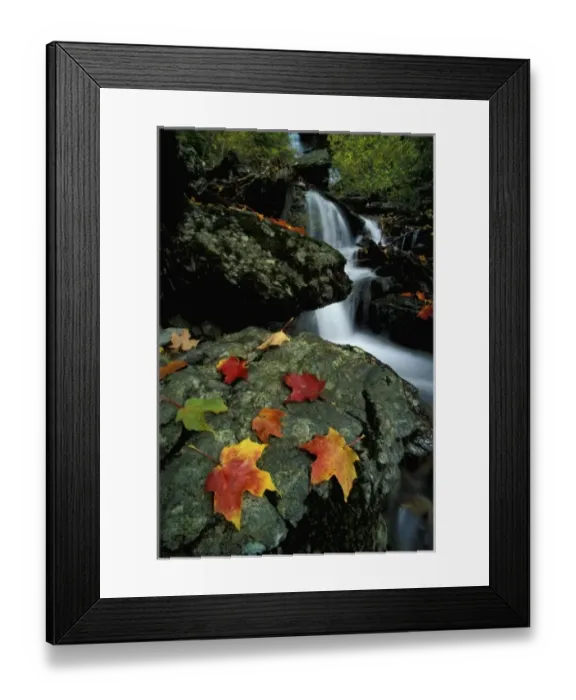 Framed Print : Williamstown, MA. Fall leaves and Money Brook Falls. Mount Greylock State Reservation