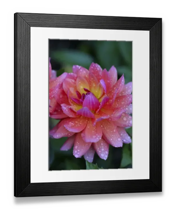 Framed Print : USA, Massachusetts, Shelburne Falls. A flower on the Bridge of Flowers after rain Framed Print : USA, Massachusetts, Shelburne Falls. A flower on the Bridge of Flowers after rain