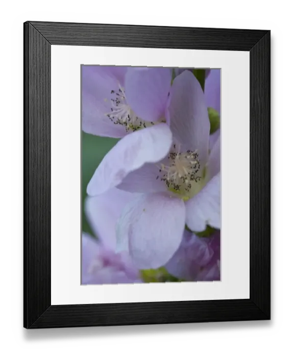 Framed Print : Mountain Hollyhock aka Globemallow flowers in Glacier National Park in Montana Framed Print : Mountain Hollyhock aka Globemallow flowers in Glacier National Park in Montana