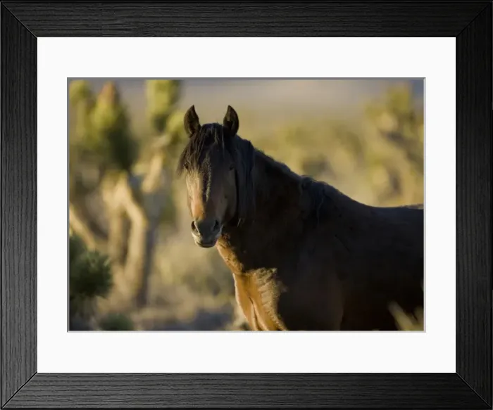 Framed Print : USA, North America, Nevada Framed Print : USA, North America, Nevada