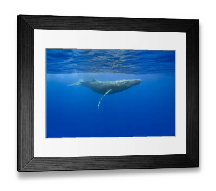 Framed Print : USA, Hawaii, Big Island, Underwater view of Humpback Whales (Megaptera novaengliae)