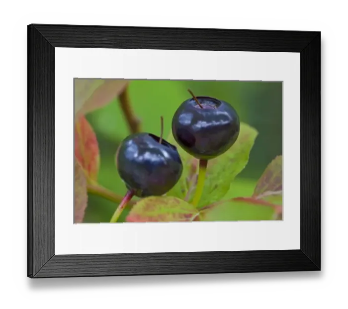 Framed Print : Ripe huckleberries in the Flathead National Forest of Montana Framed Print : Ripe huckleberries in the Flathead National Forest of Montana