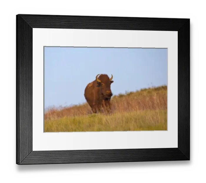 Framed Print : Young bull Bison in late light at the National Bison Range near Moeise, Montana Framed Print : Young bull Bison in late light at the National Bison Range near Moeise, Montana