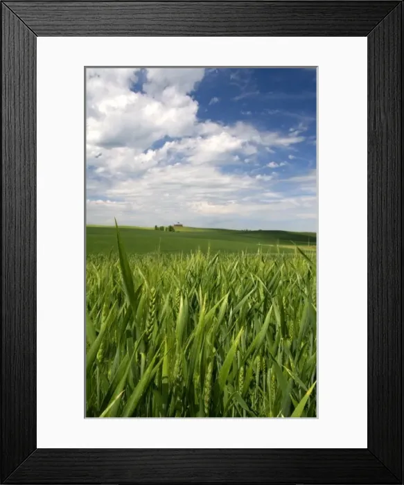 Framed Print : Crop of green wheat near Nezperce, Idaho