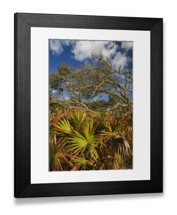 Framed Print : USA; Geogia; Jekyll Island. Oaks and Palm along the beach