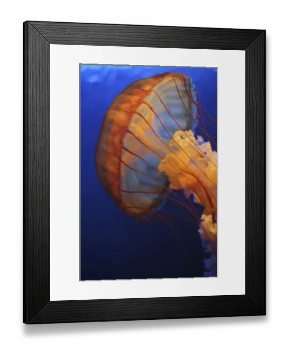 Framed Print : Jellyfish at the aquarium of the Americas, New Orleans, LA, USA Framed Print : Jellyfish at the aquarium of the Americas, New Orleans, LA, USA