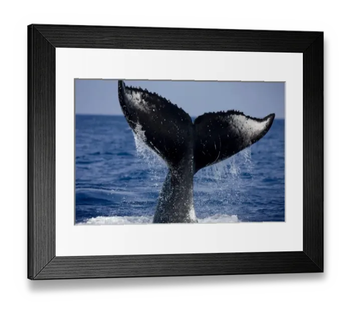 Framed Print : USA, Hawaii, Big Island, Humpback Whale (Megaptera novaengliae) slaps tail at surface