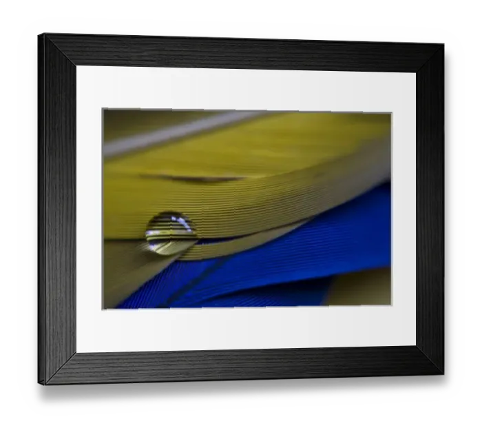 Framed Print : USA, Maine, Harpswell. A single water drop on blue and yellow parrot feathers Framed Print : USA, Maine, Harpswell. A single water drop on blue and yellow parrot feathers