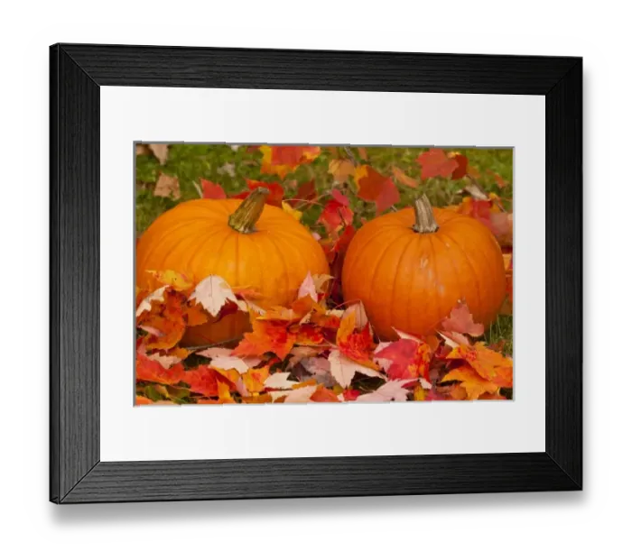 Framed Print : USA, Minnesota. Close-up of pumpkins and autumn leaves Framed Print : USA, Minnesota. Close-up of pumpkins and autumn leaves