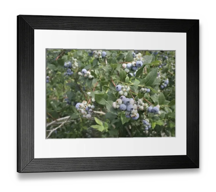 Framed Print : USA, North America, Michigan Framed Print : USA, North America, Michigan