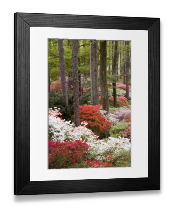 Framed Print : USA, Georgia, Pine Mountain. A forest of azaleas and rhododendrons