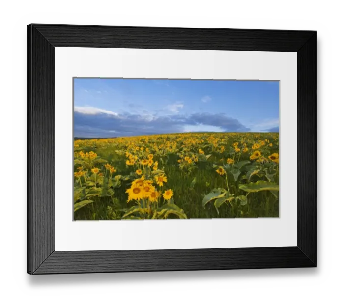 Framed Print : USA, North America, Montana