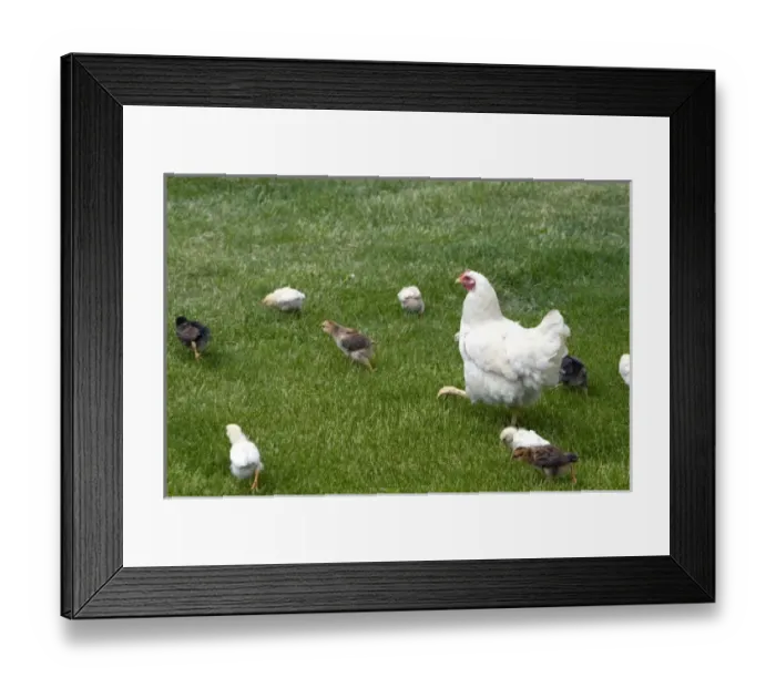 Framed Print : Hen and chicks on a farm in Lenawee County, Michigan Framed Print : Hen and chicks on a farm in Lenawee County, Michigan