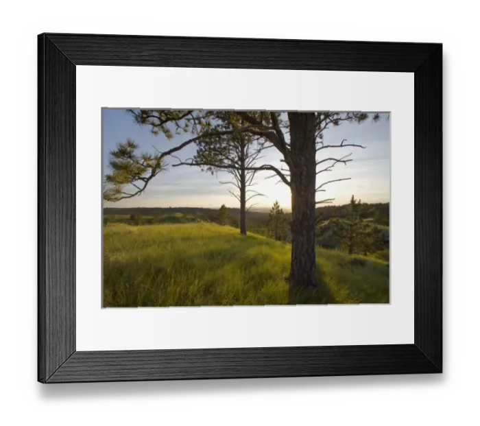 Framed Print : Sunset on the Pine Ridge at Chadron State Park in Nebraska Framed Print : Sunset on the Pine Ridge at Chadron State Park in Nebraska