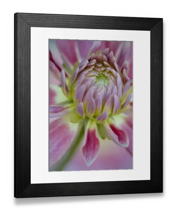 Framed Print : USA, Maine, Harpswell. Close-up of pink dahlia flower Framed Print : USA, Maine, Harpswell. Close-up of pink dahlia flower